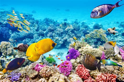 Great Barrier Reef The Largest Coral Reef Tourism In The
