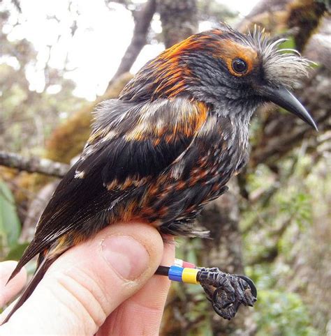 Endangered Species Spotlight The ʻĀkohekohe Featured Creature