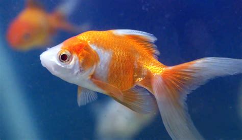 Close Up Photo Of Orange And White Gold Fish Goldfish Aquarium Hd