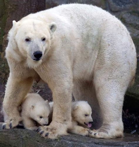 Wordlesstech Two Newborn Polar Bear Cubs