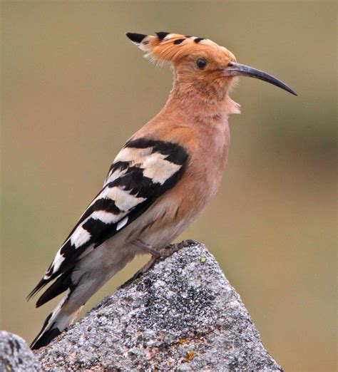 The Most Common Birds In Spain What Are They