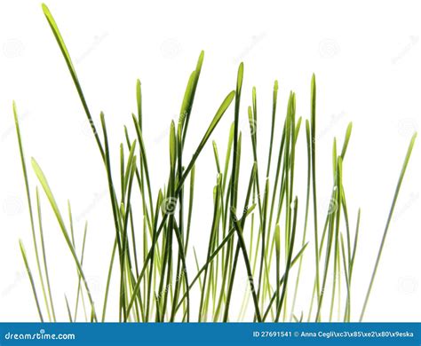 Grass Isolated On White Macro Stock Image Image Of Nature Open