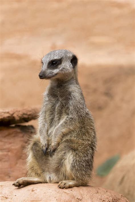 African Meerkat On Rock Prairie Rat Squirrel Stock Photo Image Of