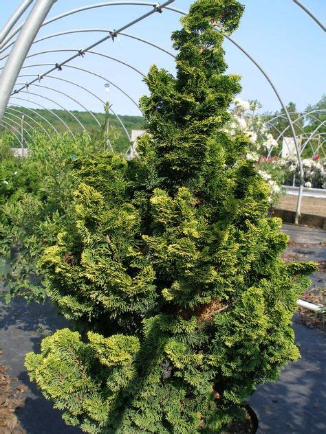 43 Best Dwarf Evergreens For Containers As A Topiary Ideas Evergreen