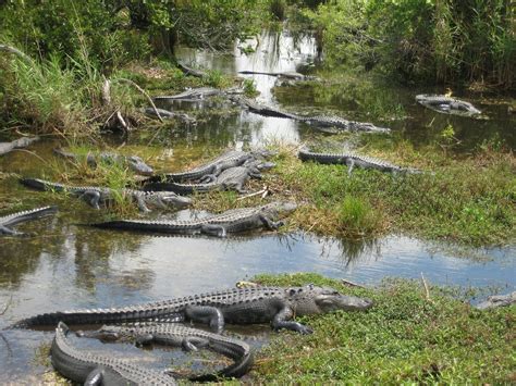 Everglades Restoration Florida Wildlife Federation