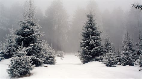 Nature Landscape Snow Forest Wallpapers Hd Desktop