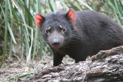 Tasmanian Devil On Mainland Could Control Feral Cats Tracy Brighten
