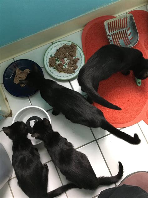 Craigslist animals for sale in ma home screen wallpaper | Zoo Animals