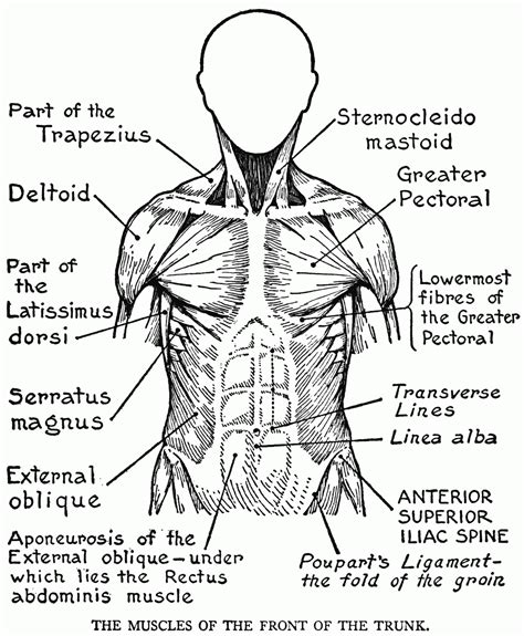 Anatomy Muscles Coloring Pages