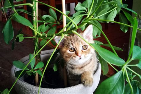 So we're digging up everything you need to care for every type of houseplant. 20 Plants That Are Safe for Children, Cats and Dogs