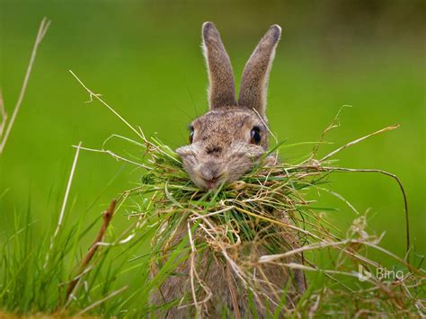 A Rabbit Building A Nest 2017 Bing Wallpaper Preview
