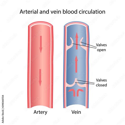 Anatomy Of Artery And Veins Arterial And Vein Blood Circulation