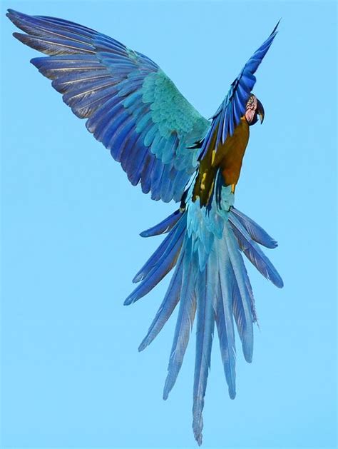 10 Stunning Blue And Gold Macaw Photos Macaw Facts