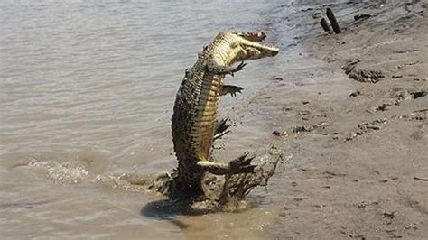 Croc Snapped Dancing At Adelaide River On Jumping Croc Cruise Herald Sun