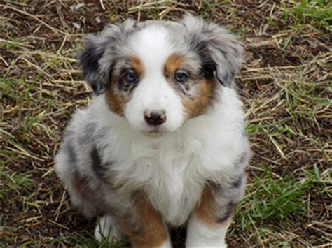 Puppies have been acclimated to chickens, other dogs, horses, and cows. View Ad: Australian Shepherd Litter of Puppies for Sale near Oregon, PRINEVILLE, USA. ADN-25821