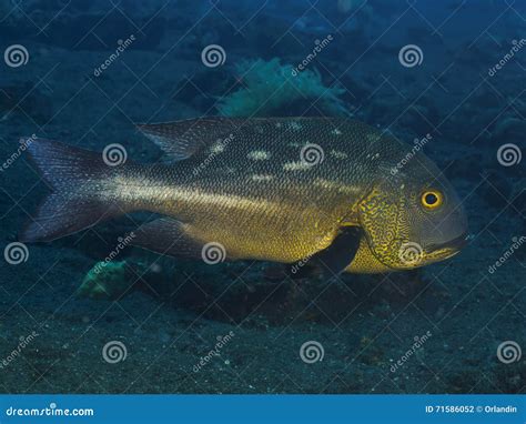 Midnight Snapper Stock Photo Image Of Life Reef Island 71586052