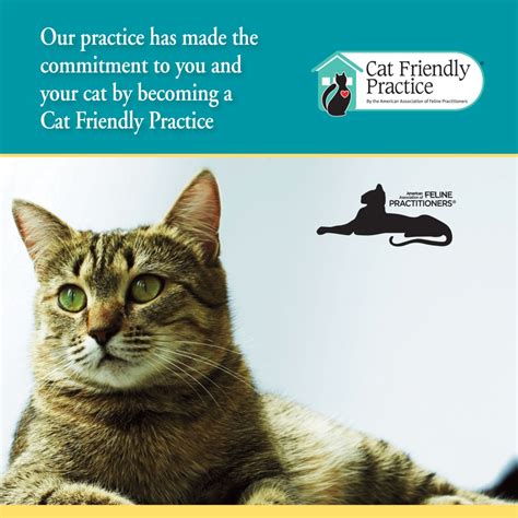 Cat Friendly Practice Huntington Animal Hospital Huntington Station Ny