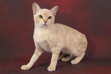 The australian mist cat should be given a nutritious diet that fulfils its nutritional needs. Australian Mist Info, Personality, Care, Kittens, Pictures ...