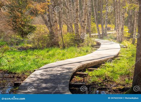 A Boardwalk In The Forest A Wooden Walkway In The Wetlands Around The