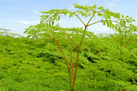 Moringa Tree Research