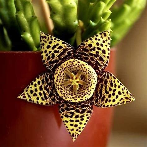 Stapelia Cactus Plant Care Guide With Pictures Succulents Network