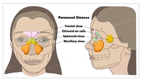Anatomy Head And Neck Sinus Function And Development Article