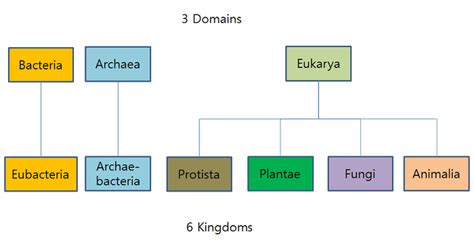 Kingdoms And Domains Chart
