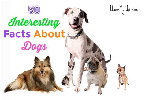 50 Interesting Facts About Dogs I Love My Chi