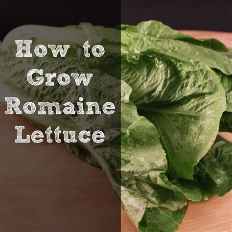 How To Grow Romaine Lettuce Romaine Lettuce Growing Growing Lettuce