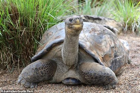 Australian Reptile Park Hugo The Galapagos Tortoise Will Be Introduced