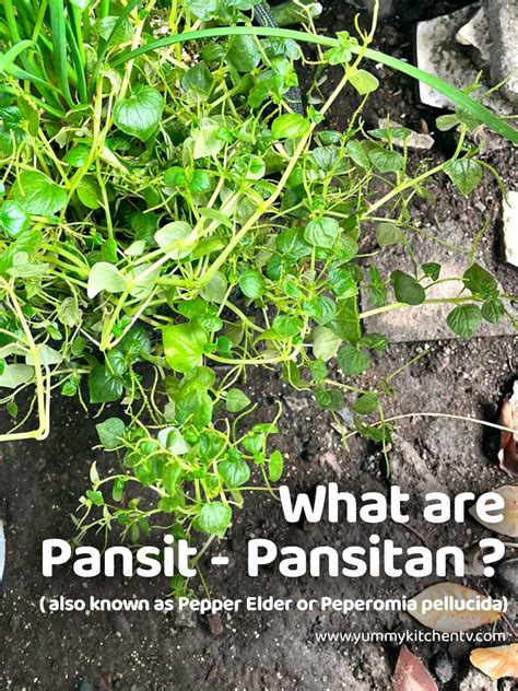 Pansit Pansitan The Healthy Filipino Herbal Weed Yummy Kitchen