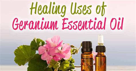 The Many Benefits Of Geranium Essential Oil And How To Make Your Own