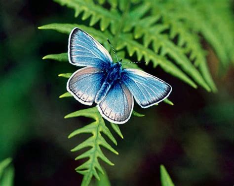 Fenders Blue Butterfly Australian Butterfly Sanctuary