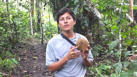 A picture showing mamey sapote branch and its fruit which is a species of tree that is native to southern mexico, vintage line drawing or engraving illustration. Mamey Sapote (Pouteria Sapota)- near Paucarina Lodge ...