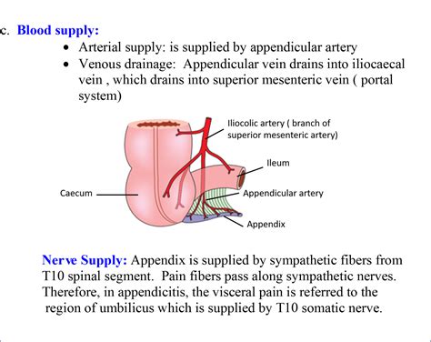 For some papers and reports, you may choose to add a table or you may choose to include an appendix at the end of your paper. Vermiform Appendix - Anatomy QA