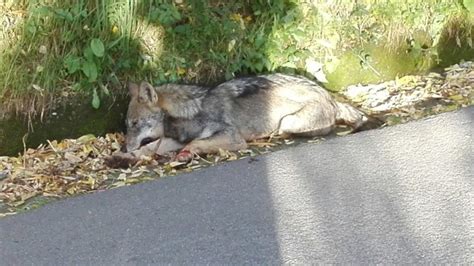 Lupo Travolto E Ucciso A Corsena Siamo A Due Passi Da Bagni Di Lucca