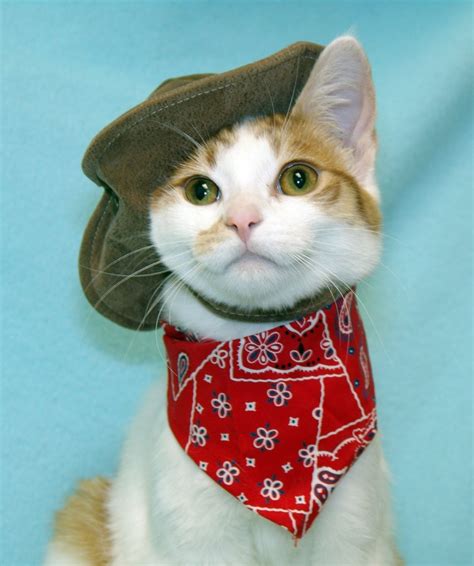 Cat Cowboy Kitty Portrait Cc 5 6 7 8 Dancing My Way To A Healthy Me