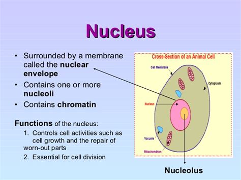 Cell Structure And Organisation