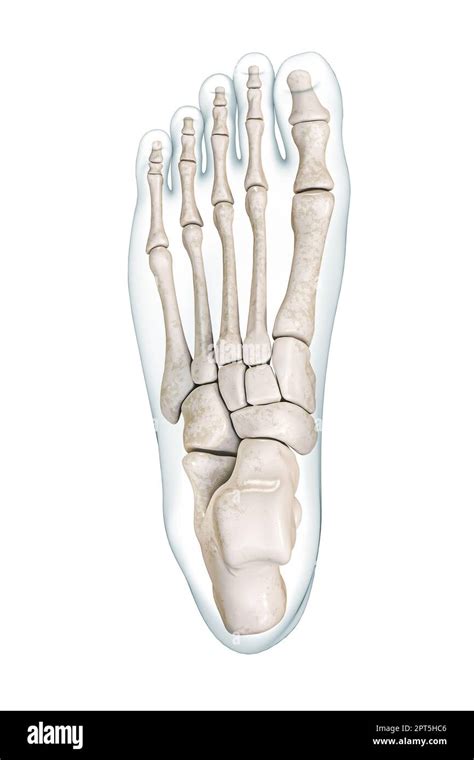 Foot Bones Superior Or Dorsal View With Body Contours 3d Rendering