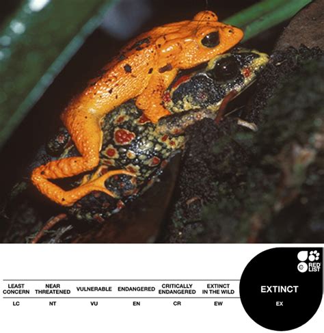 Amphibian Decline Statistics Amphibian Ark