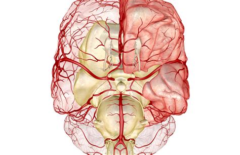 Anatomia Tylnej T Tnicy Komunikacyjnej Pcom Medycyna