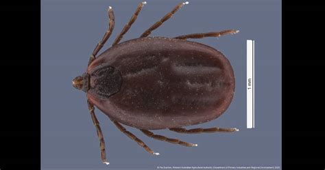 Tick Alert Ehrlichiosis Warning For Qld Dogs Queensland Country Life