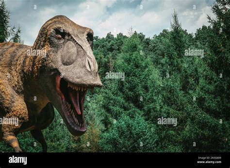 Real Size Tyrannosaurus Rex Stock Photo Alamy