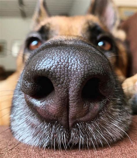 Boop My Nose ™ On Instagram “boop 👆 📷 Bonniecleopatra 🐶 German Shepherd Boopmynose