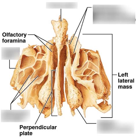 Ethmoid Bone Diagram Quizlet