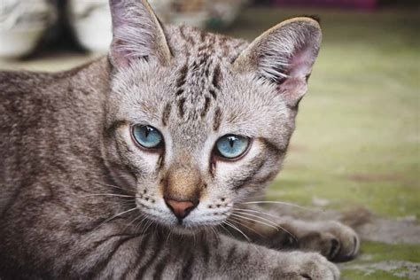 5 Interesting Facts About Mackerel Tabby Cats