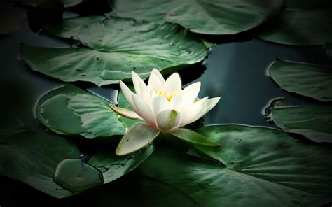 Wallpaper Leaves Water Green Petals Lotus Leaf Flower Lily