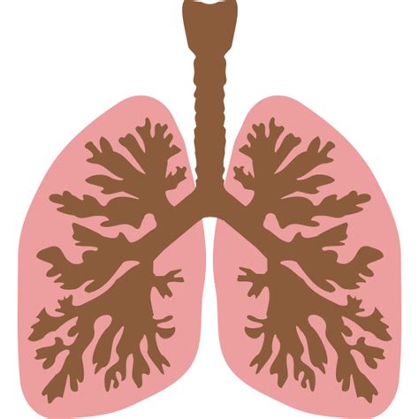 Lungs And Bronchus Free Svg