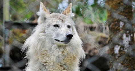 Categorising Himalayan Wolf As A Distinct Species Would Help