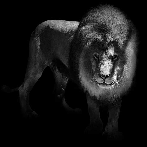 Portrait Of Lion In Black And White Photograph By Lukas Holas Fine